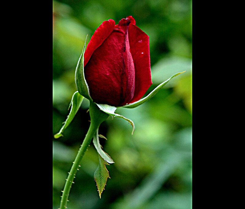 Red rose bud in garden