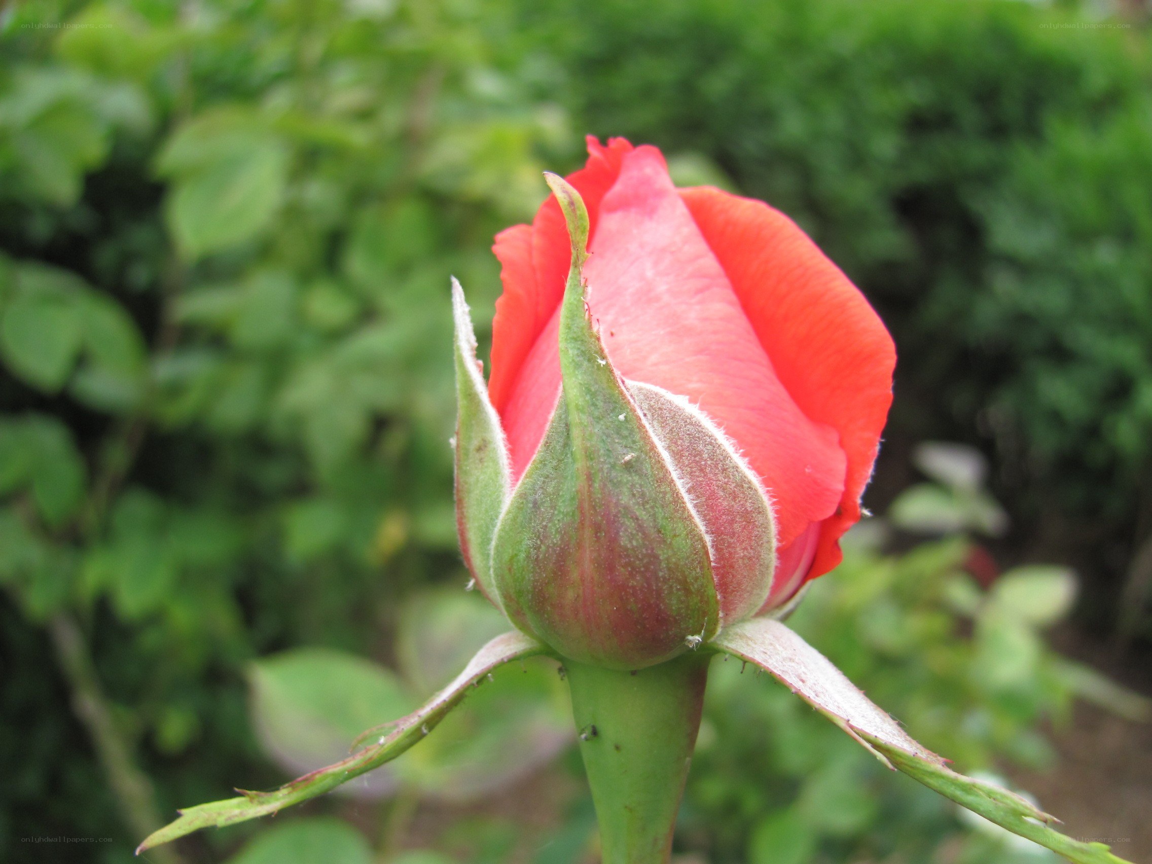 red rose bud in garden