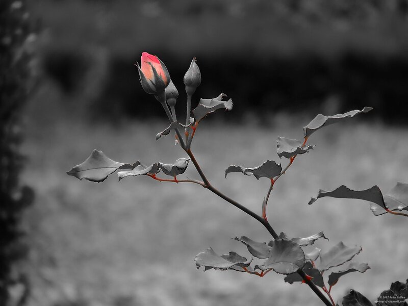 Red rose bud in monochrome