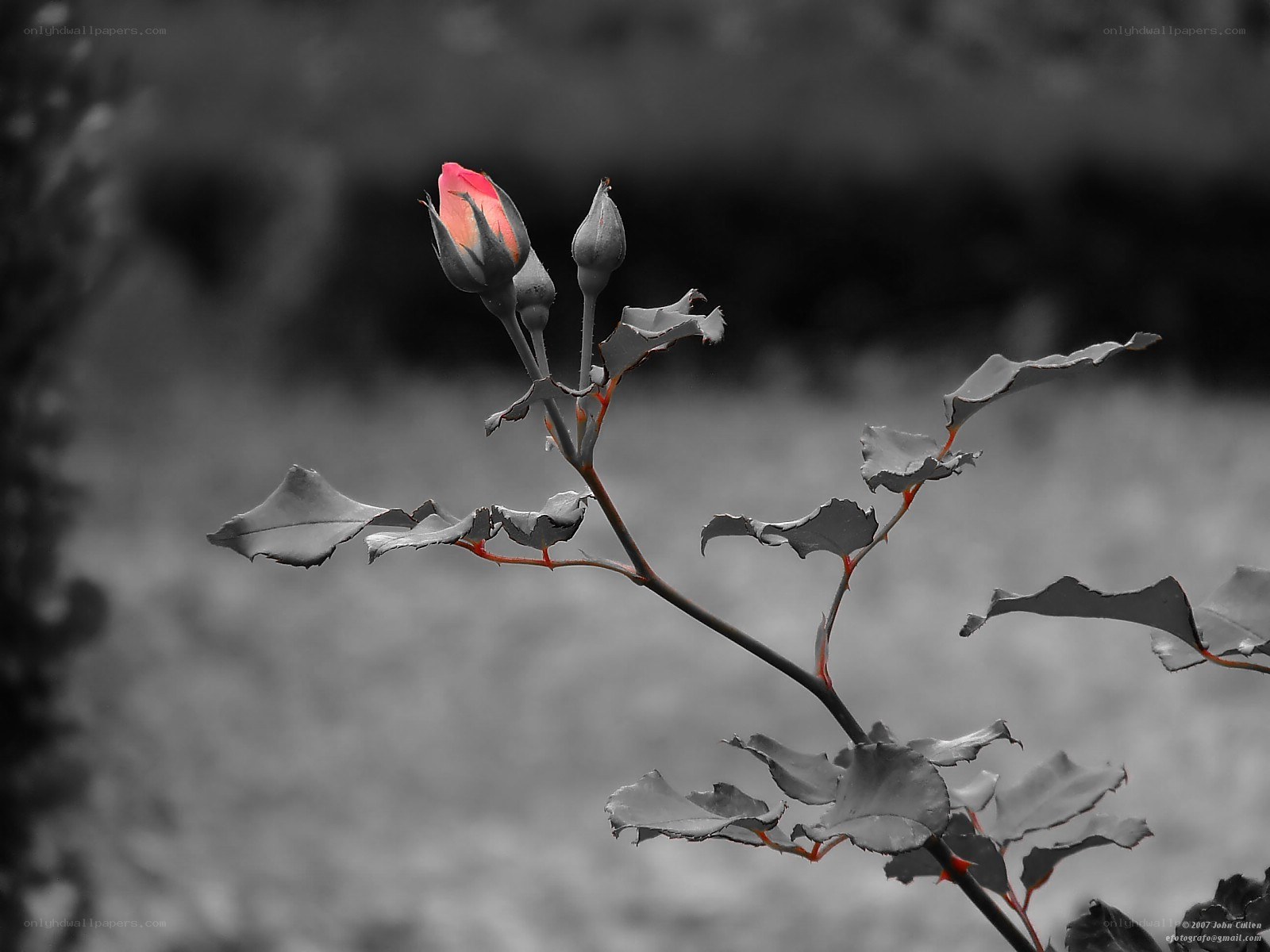 Red rose bud in monochrome
