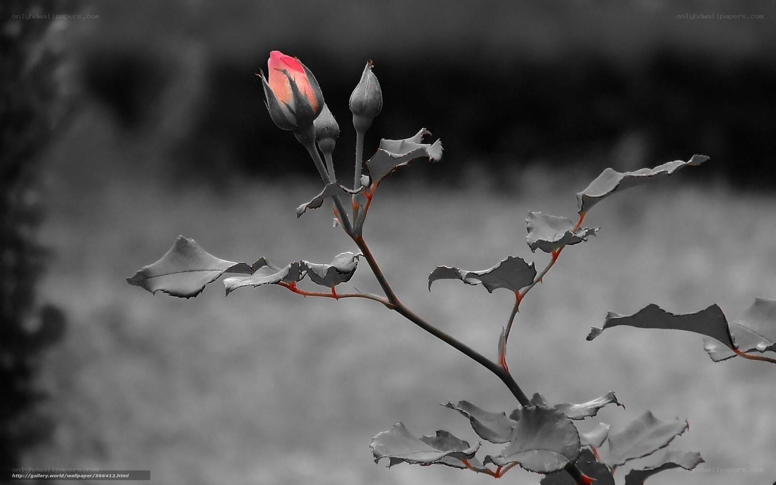 Red rose bud in monochrome