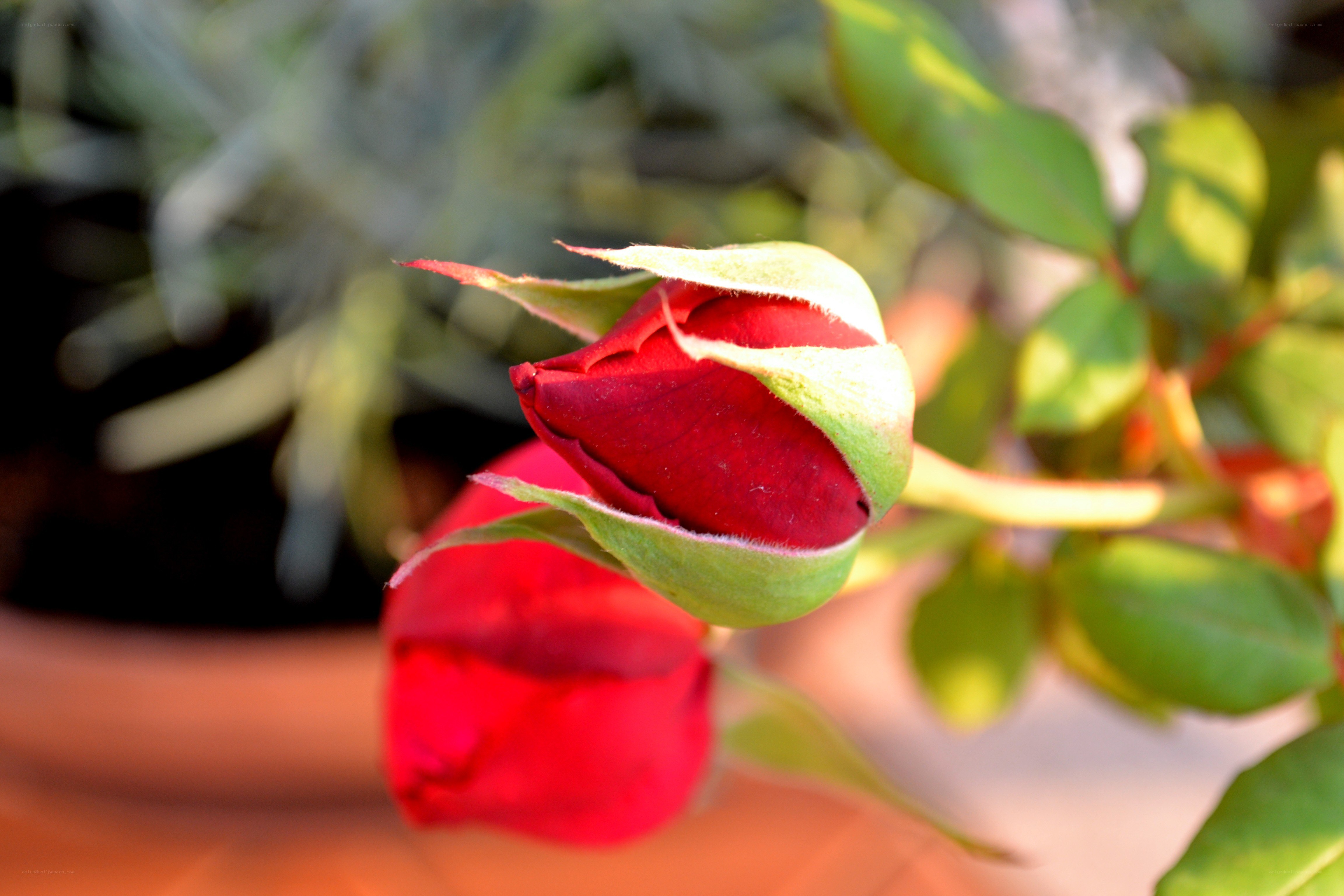 Red rose bud in sunlight