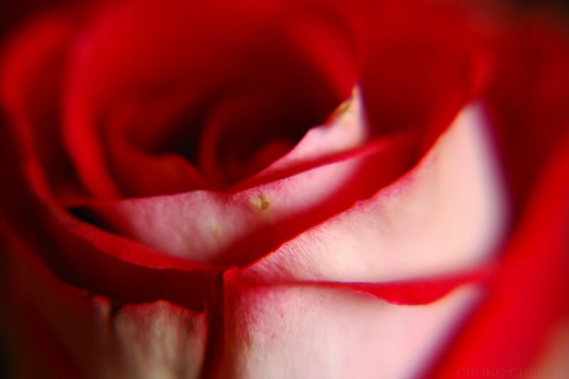 Red Rose Bud — Intimate