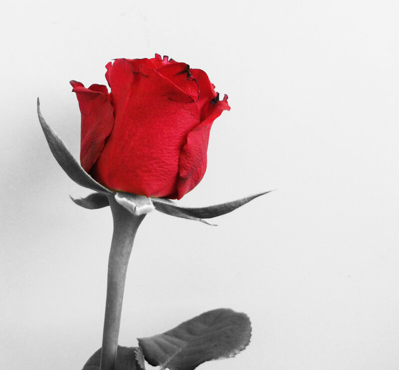 Red Rose Bud — Minimalist