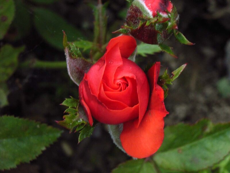 Red Rose Bud — Natural, Photograph