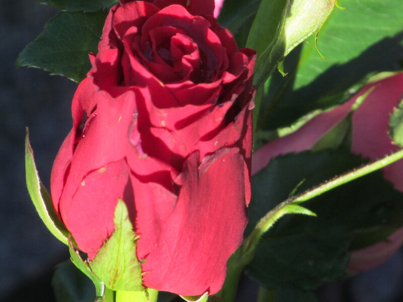 Red Rose Bud — Natural