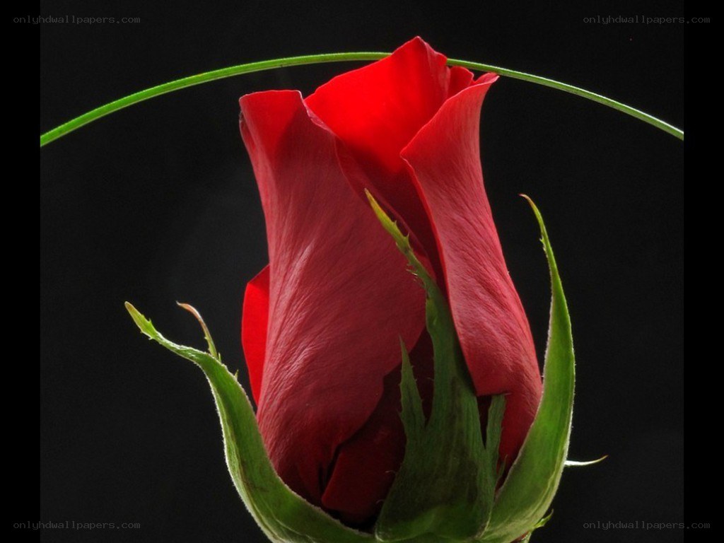 Red rose bud on black background