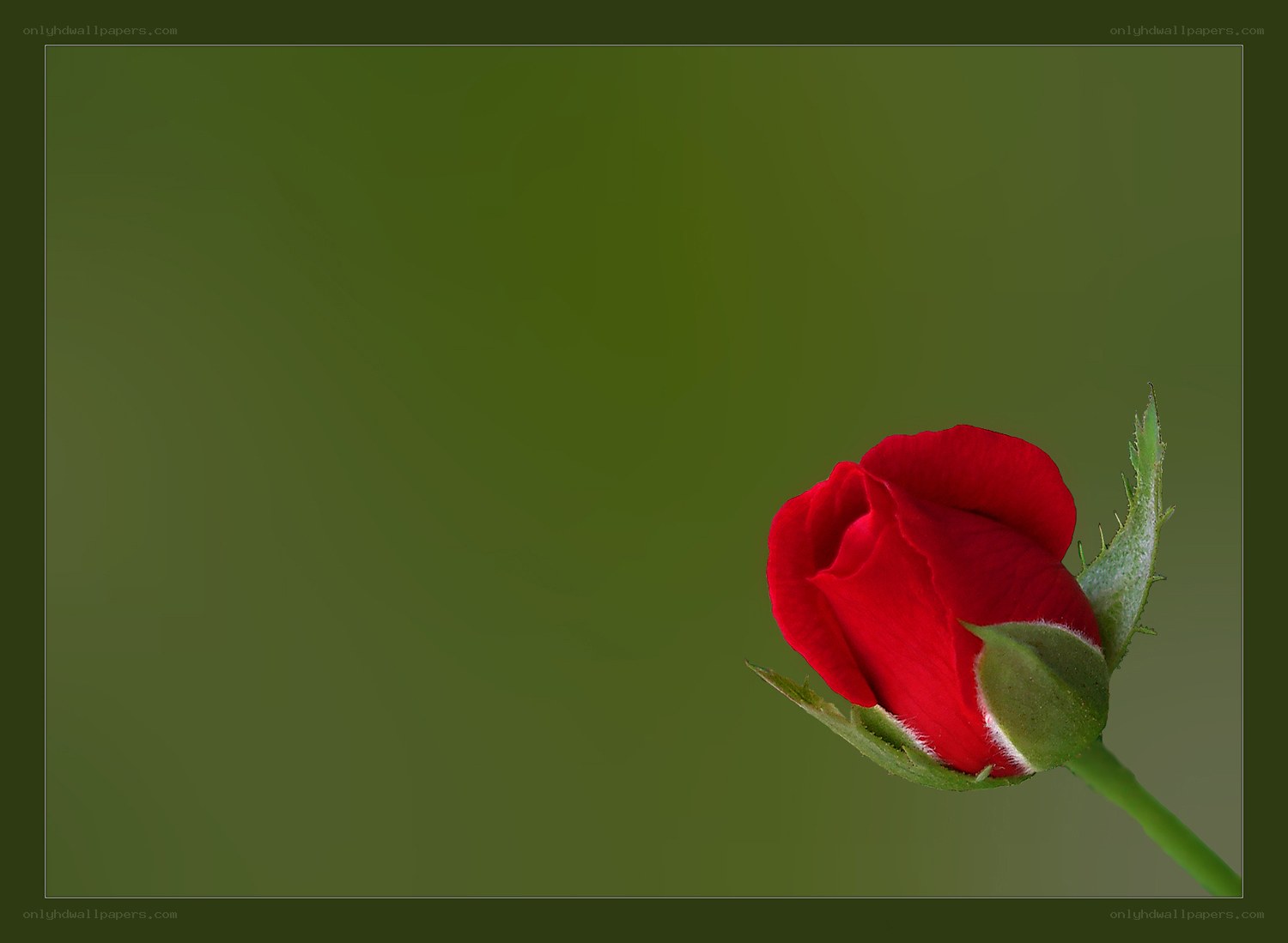 Red rose bud on green