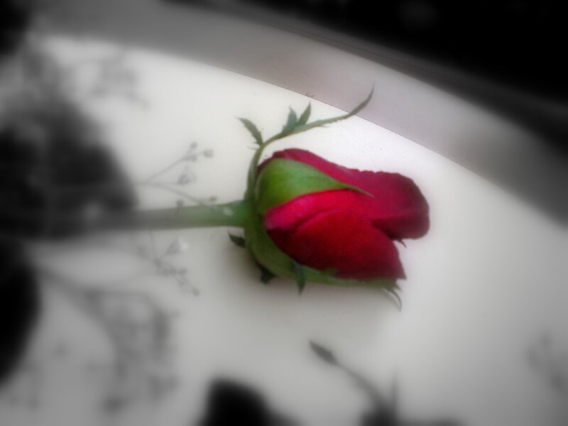 red rose bud on white surface