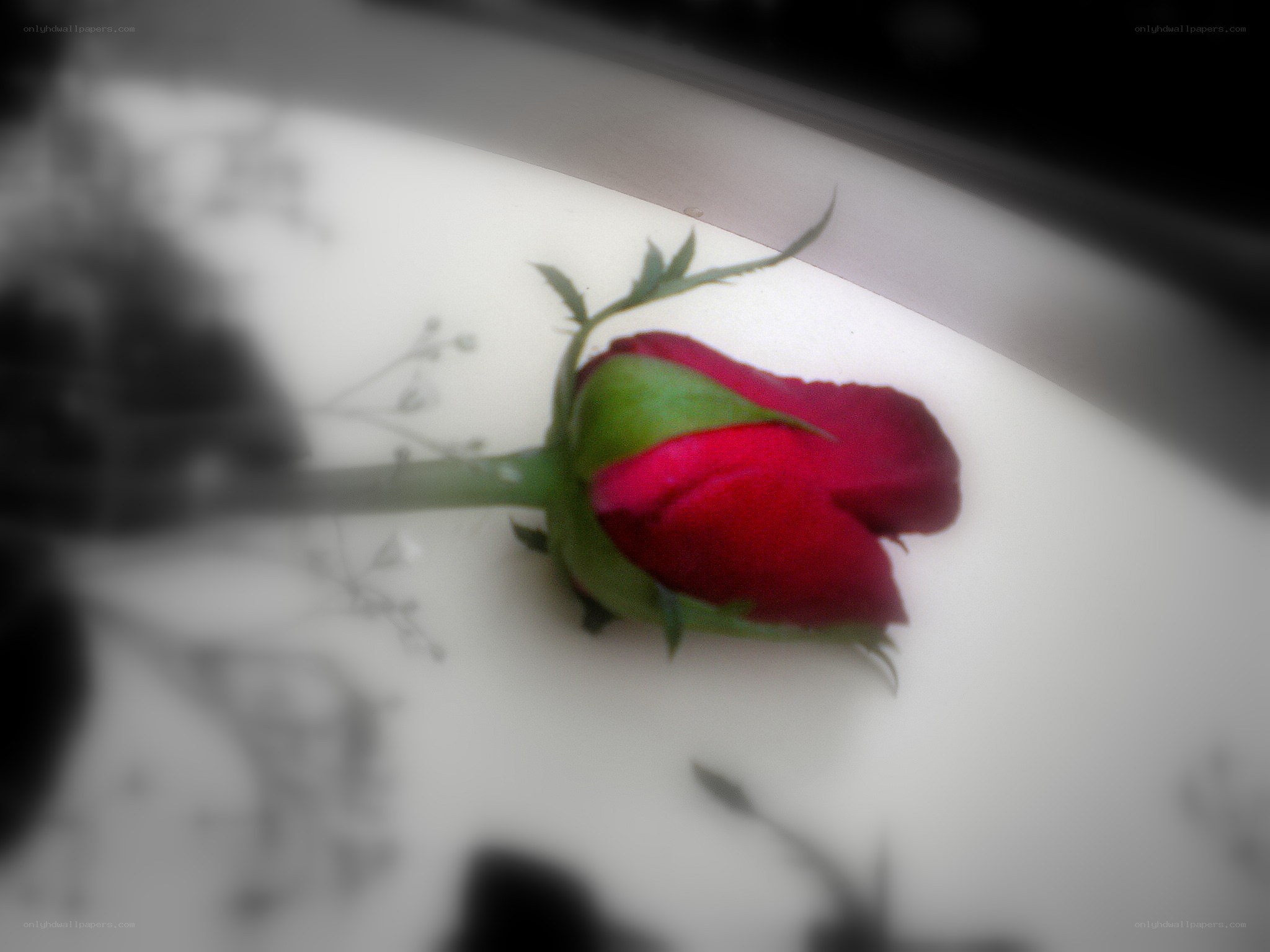 red rose bud on white surface