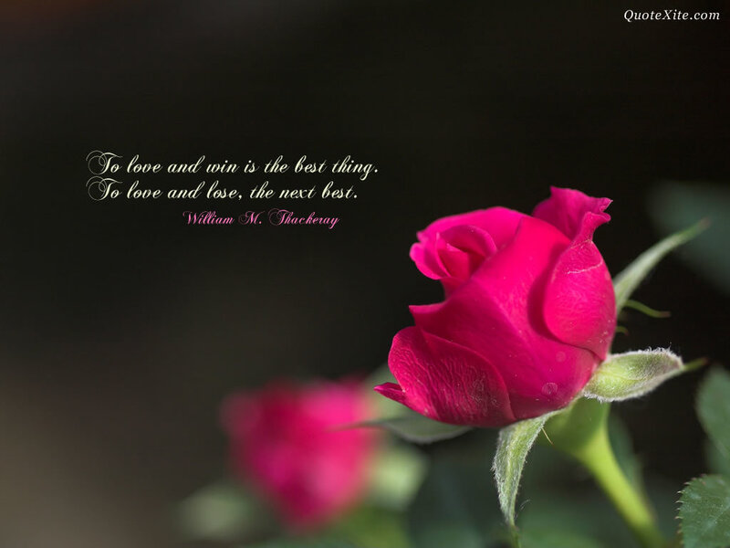 Red Rose Bud — Pink, Serene