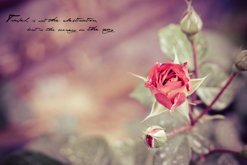 Red Rose Bud — Pink