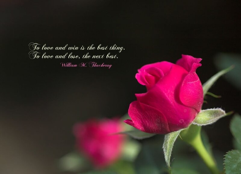 Red Rose Bud — Reflective