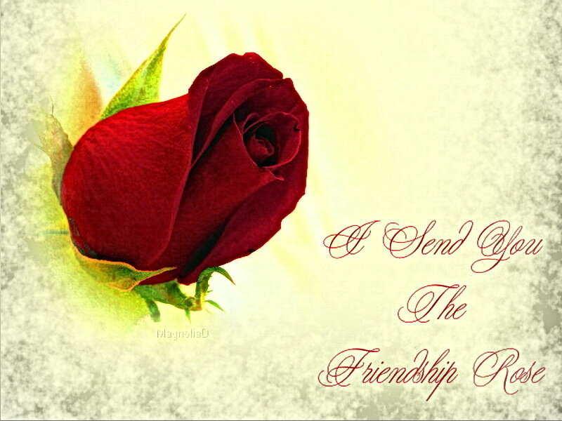 Red Rose Bud — Sentimental