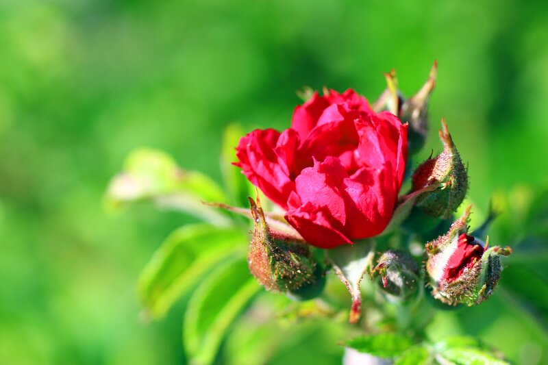 Red Rose Bud — Serene, Afternoon, Photograph, Buds