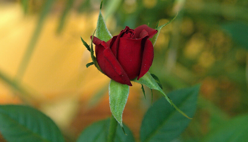 Red Rose Bud — Serene, Afternoon, Photograph, Green Leaves, Bloom
