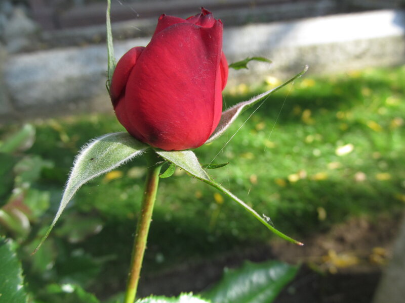 Red Rose Bud — Serene, Afternoon, Photograph, Green Leaves, Grass