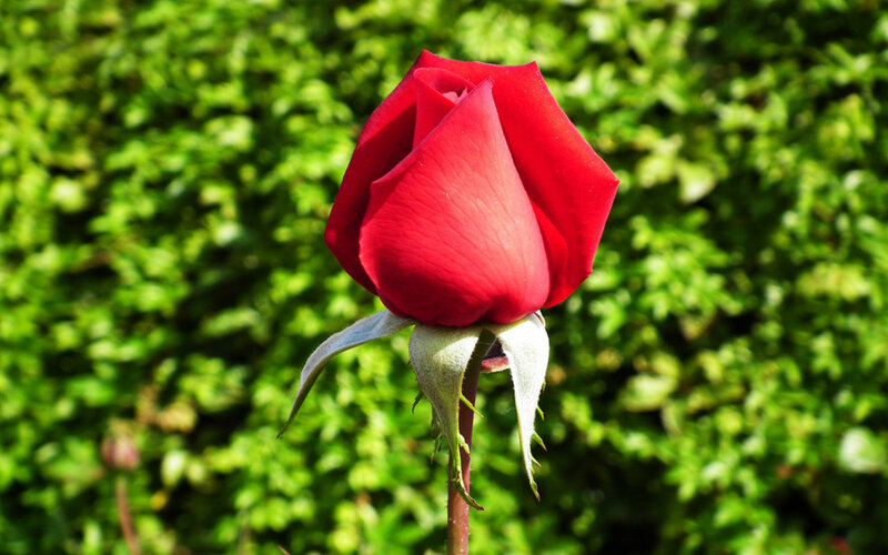 Red Rose Bud — Serene, Afternoon, Photograph, Green Leaves