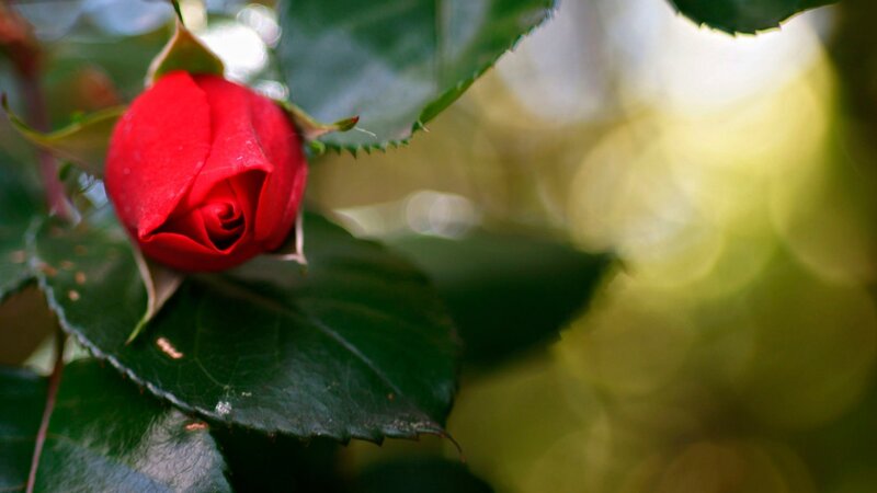 Red Rose Bud — Serene, Afternoon, Photograph, Leaf, Sunlight