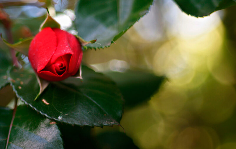 Red Rose Bud — Serene, Afternoon, Photograph, Leaf