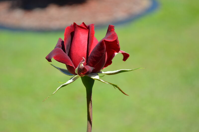 Red Rose Bud — Serene, Afternoon, Photograph, Stem