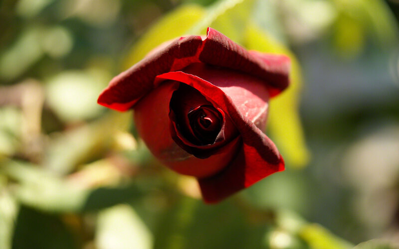 Red Rose Bud — Serene, Afternoon, Photograph