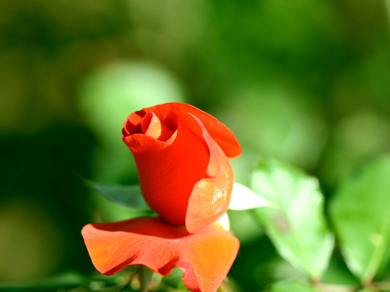 Red Rose Bud — Serene, Afternoon