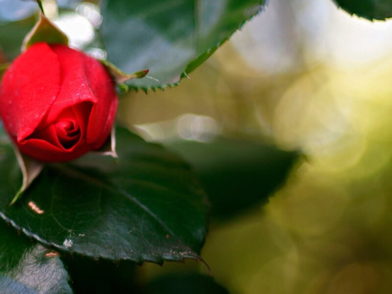 Red Rose Bud — Serene, Morning, Photograph, Leaf