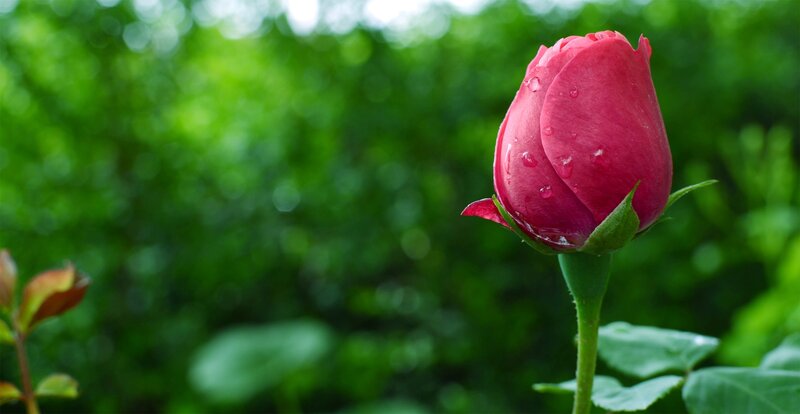 Red Rose Bud — Serene, Morning, Photograph, Leaf, Water Droplet