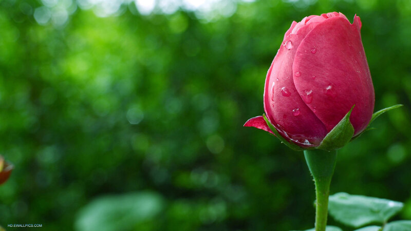 Red Rose Bud — Serene, Morning, Photograph, Water Droplets