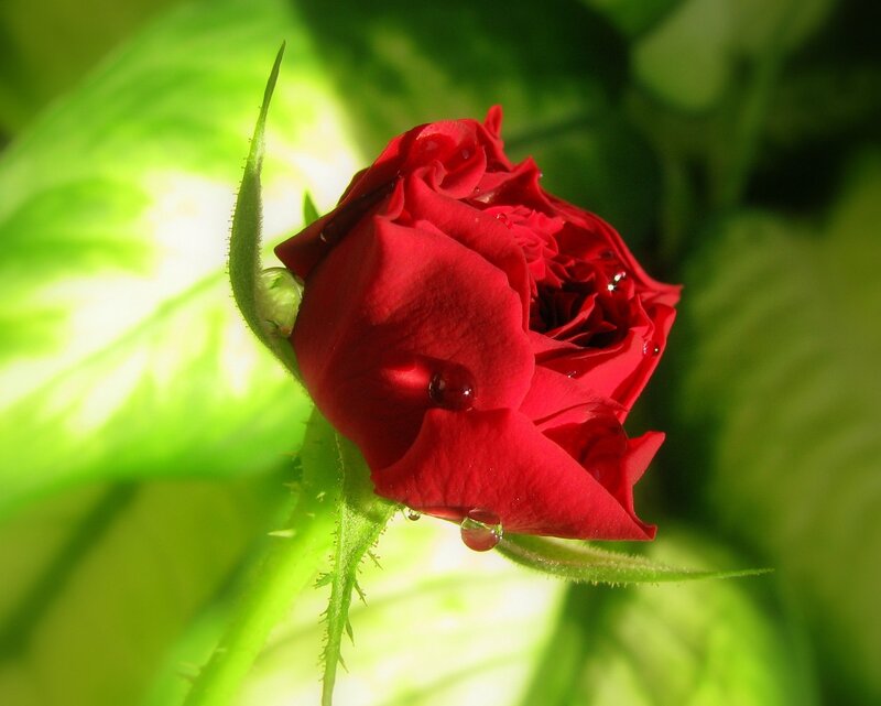 Red Rose Bud — Serene, Morning