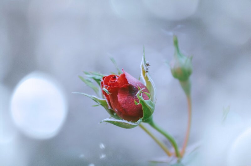 Red Rose Bud — Serene, Photograph, Ant