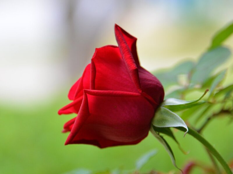 Red Rose Bud — Serene, Photograph, Green Leaves