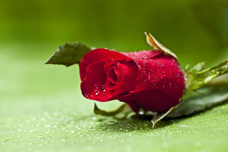 Red Rose Bud — Serene, Photograph, Leaf