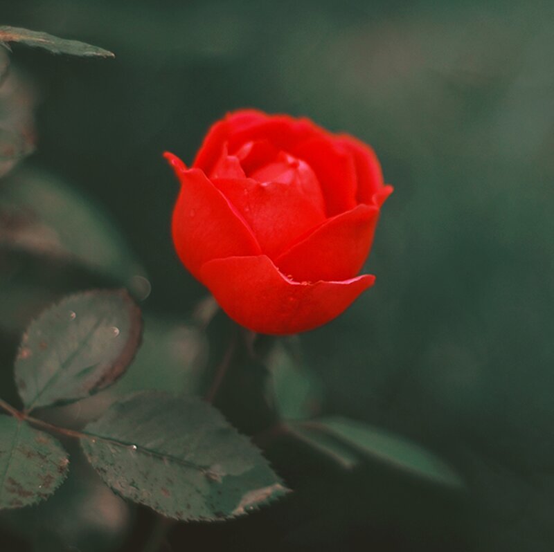 Red Rose Bud — Serene, Photograph, Leaves, Stem