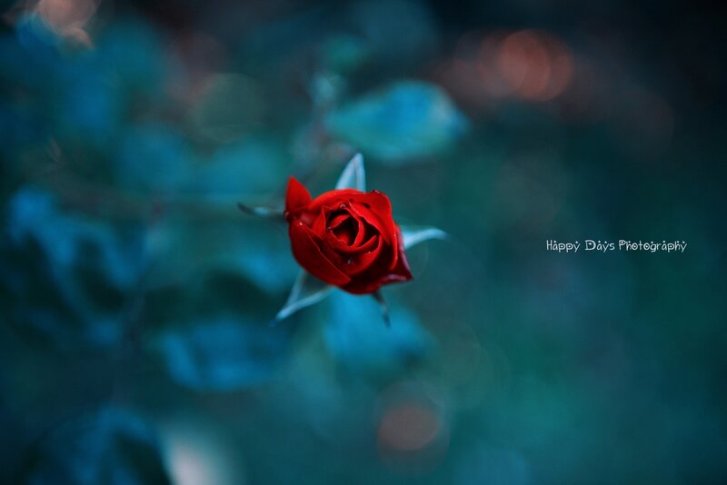 Red Rose Bud — Serene, Photograph, Leaves