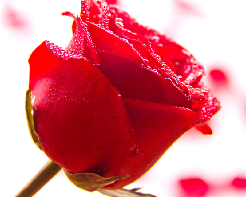 Red Rose Bud — Serene, Photograph, Petals