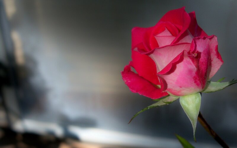 Red Rose Bud — Serene, Photograph, Stem, Background
