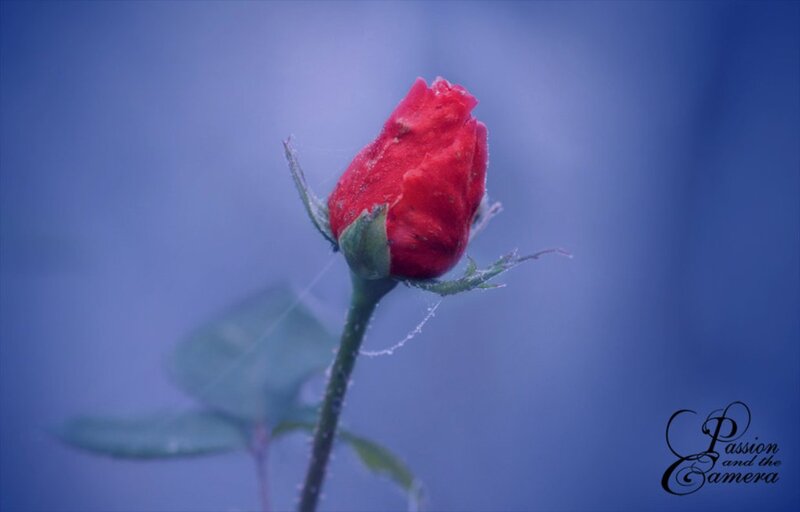 Red Rose Bud — Serene, Photograph, Stem, Leaf