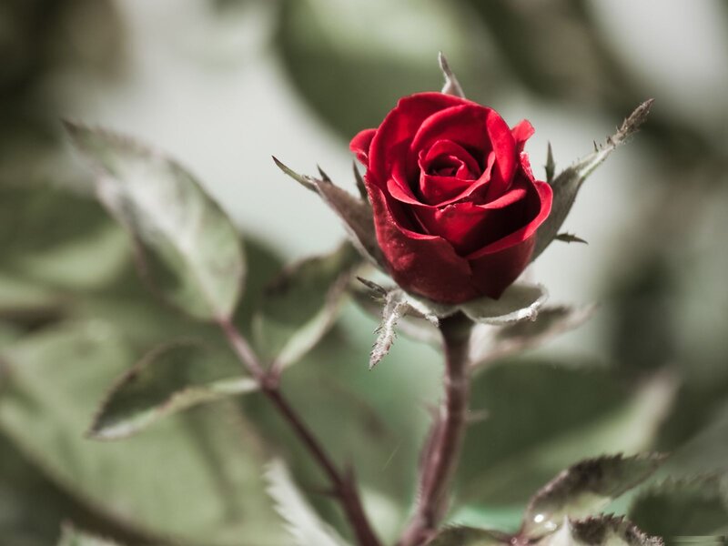Red Rose Bud — Serene, Photograph, Stem, Leaves