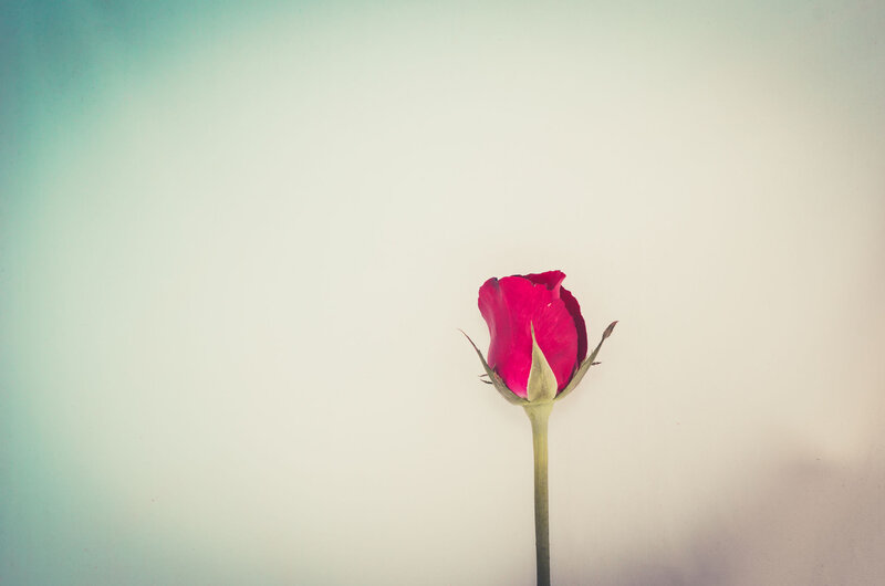 Red Rose Bud — Serene, Photograph, Stem, Petals