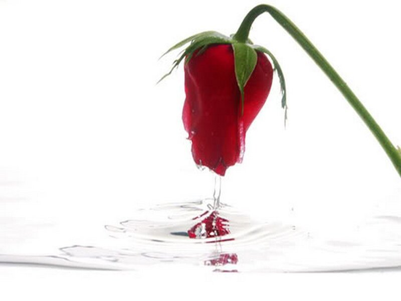 Red Rose Bud — Serene, Photograph, Stem