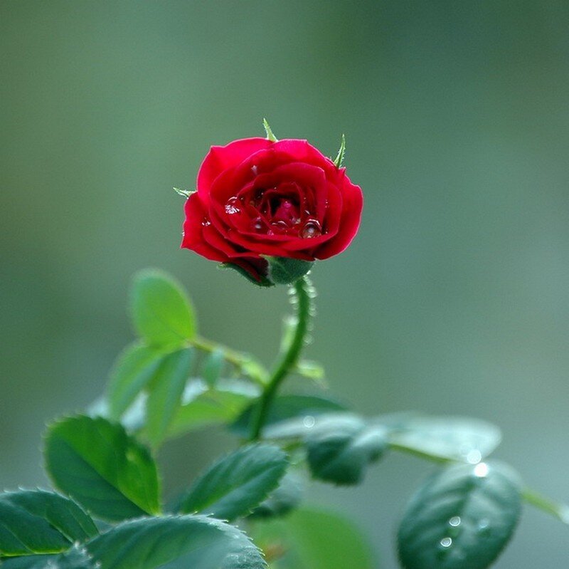 Red Rose Bud — Serene, Photograph