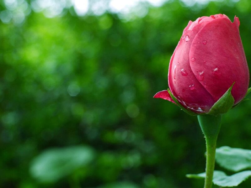 Red Rose Bud — Serene, Photograph, Water Droplets, Green Leaves