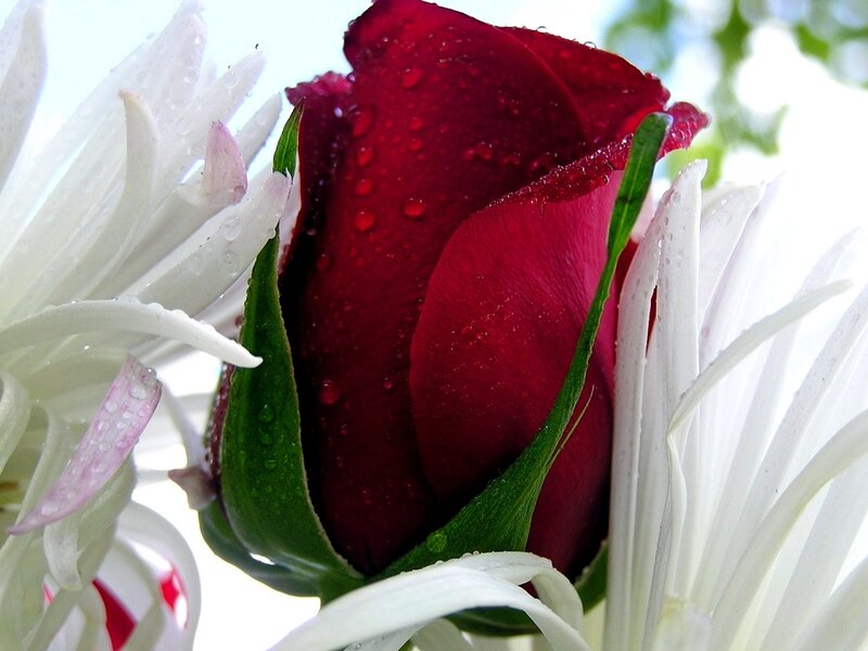 Red Rose Bud — Serene, Photograph, White Flower, Green Leaves