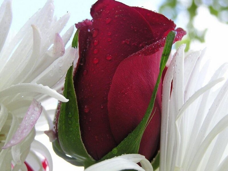 Red Rose Bud — Serene, Photograph, White Flower