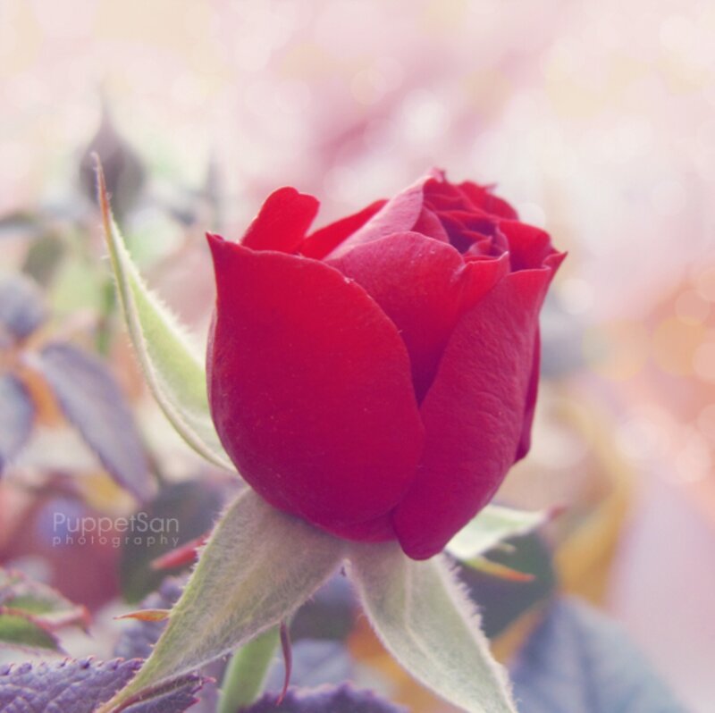 Red Rose Bud — Serene, Spring, Photograph