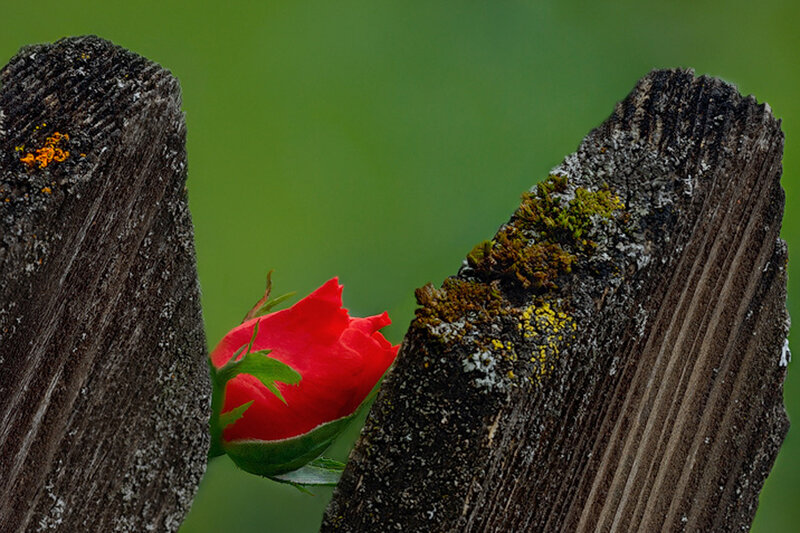 Red Rose Bud — Serene, Spring