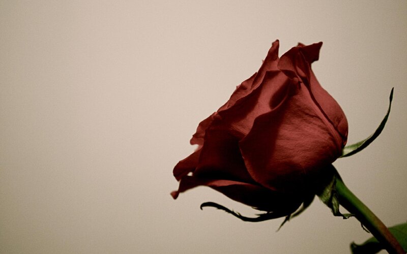 Red Rose Bud — Somber, Photograph