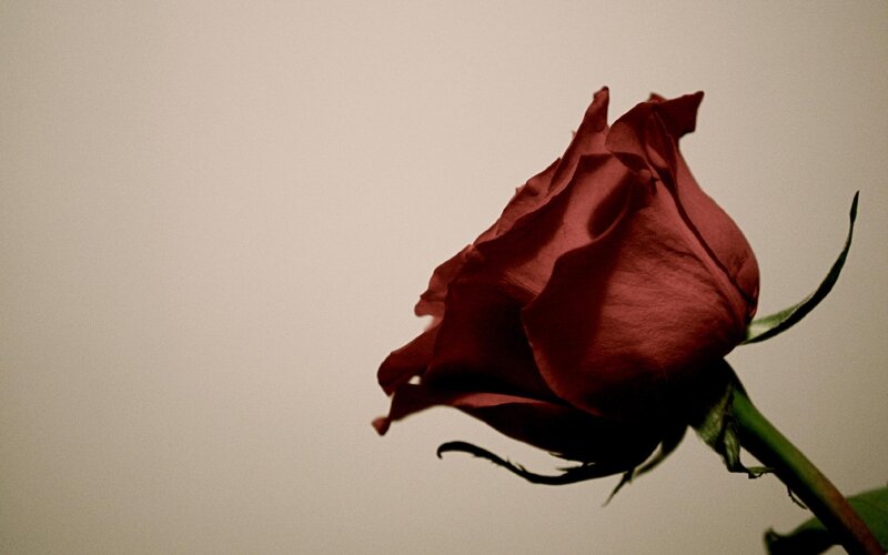 Red Rose Bud — Somber
